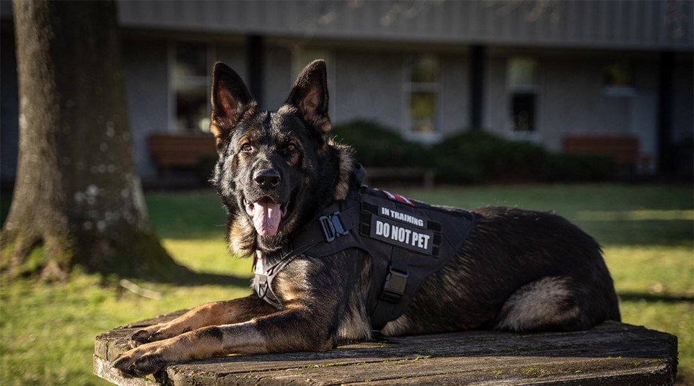 Tactical Dog Harness Training Vest Dog Harness